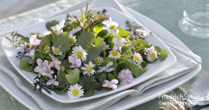 In voller Blüte: Blumen kommen jetzt auf Tisch und Teller!