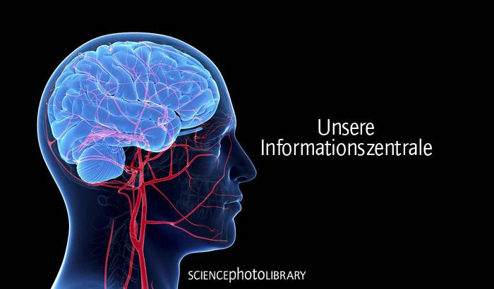 Die Informationszentrale unseres Körpers