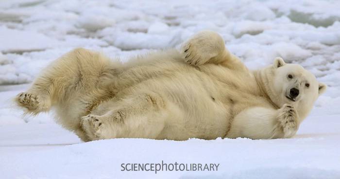 Den Eisbären ganz nah – Eine Expedition zum Polarkreis