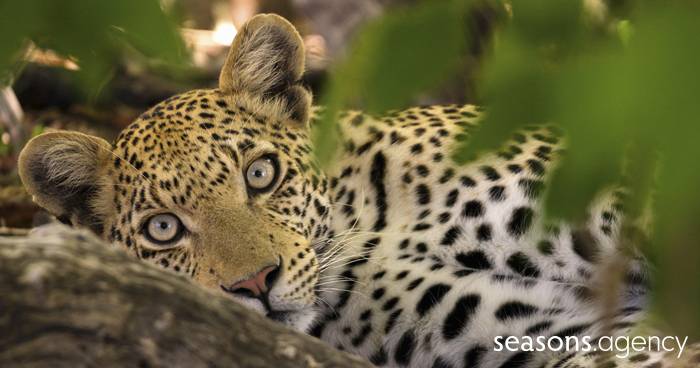 Eine Reise zu den Leoparden – Wir gehen auf Safari