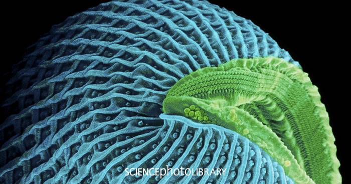 Bilder der Mikrobiologie – Kleinstlebewesen ganz groß