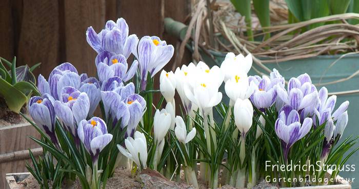 Vorfrühling auf Balkon und Terrasse – 10 praktische Tipps