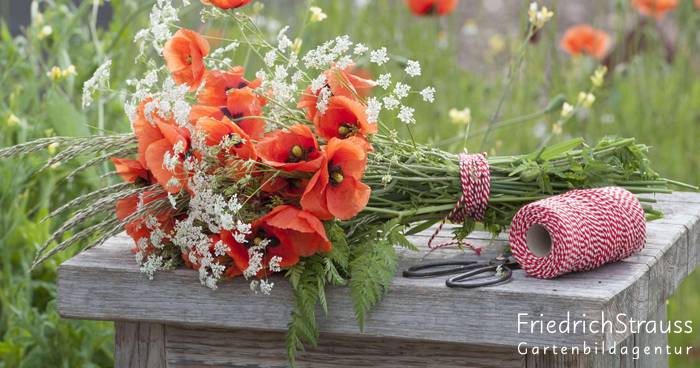 blumen blattwerk Nicht mehr lange , ab den 13.01.2026 heißt es wieder Flower Fresh im 🌷🌸💐🌺🌼🪻, #flower #blumen #bochum #blattwerk #blumenliebe Blattwerk floristik