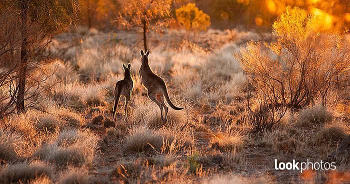 Fernreiseziel: Australien von Don Fuchs