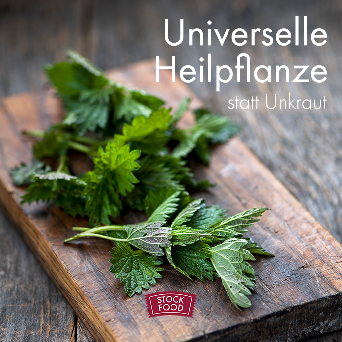 Brennnessel – die universelle Heilpflanze