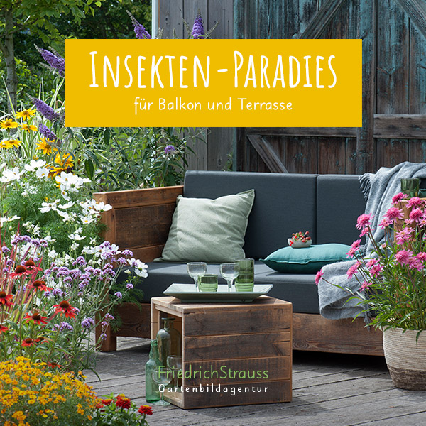 Das Insekten-Paradies für Balkon und Terrasse