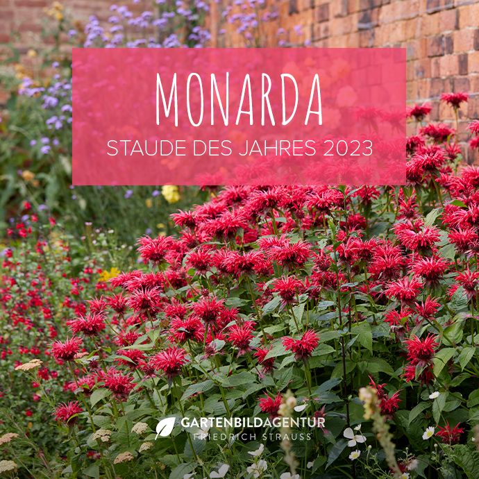 Monarda – die Staude des Jahres 2023