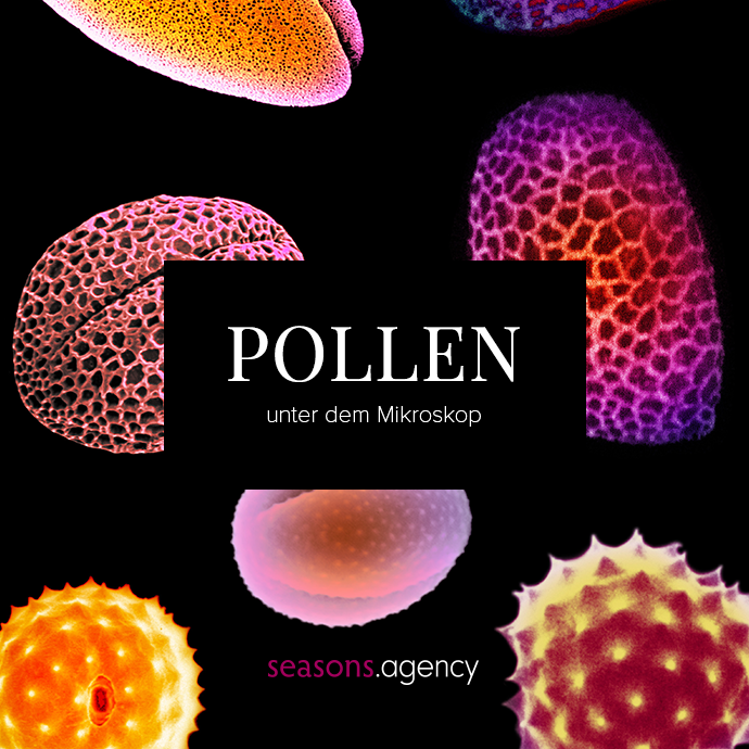 Pollen unter dem Mikroskop
